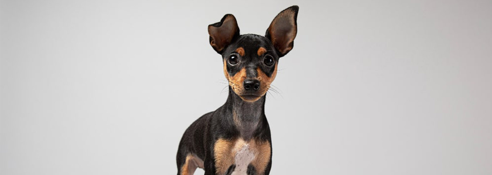 La gu a definitiva para conocer la raza Pinscher Miniatura