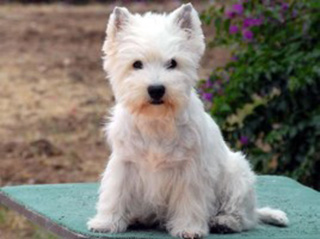 West Highland white Terrier