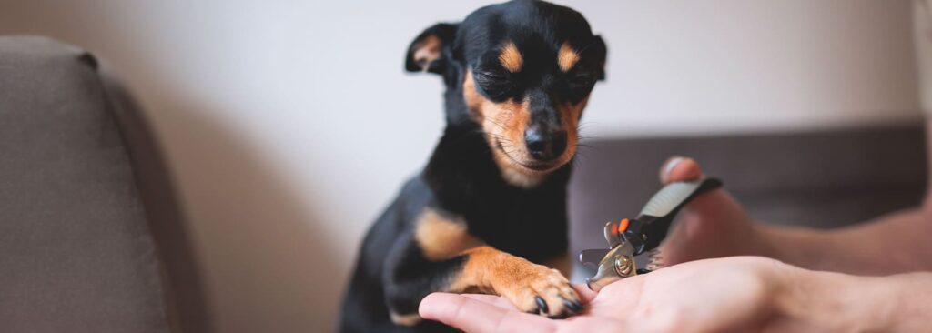 Cómo cortarle las uñas a tu perro