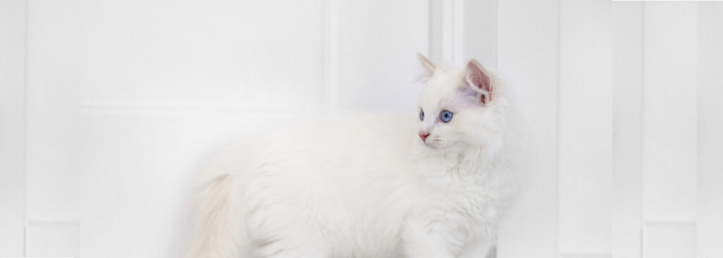 gato albino causas y características
