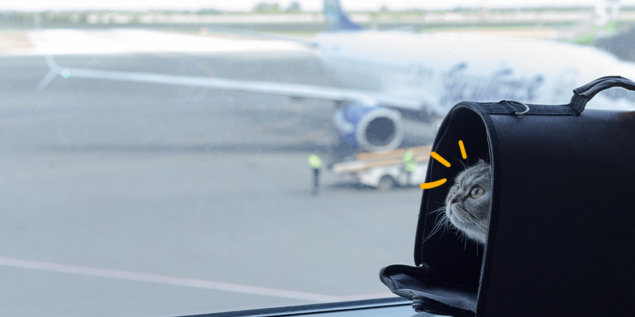 Cómo viajar con mi gato en avión