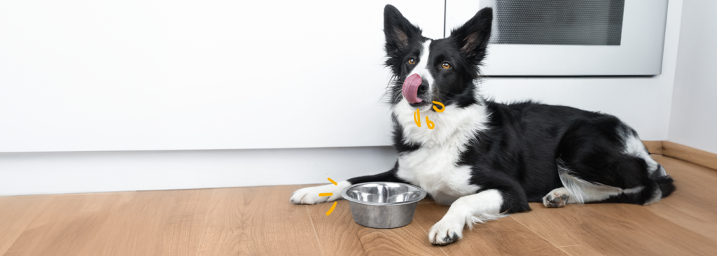 Piensos o dietas veterinarias para mejorar la salud de tu perro