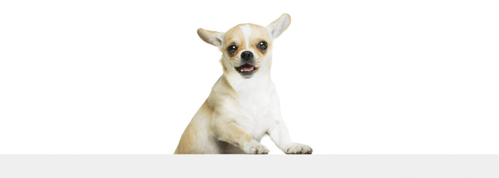 Chihuahua ficha de raza