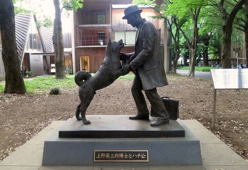 Hachiko El perro más leal de la historia