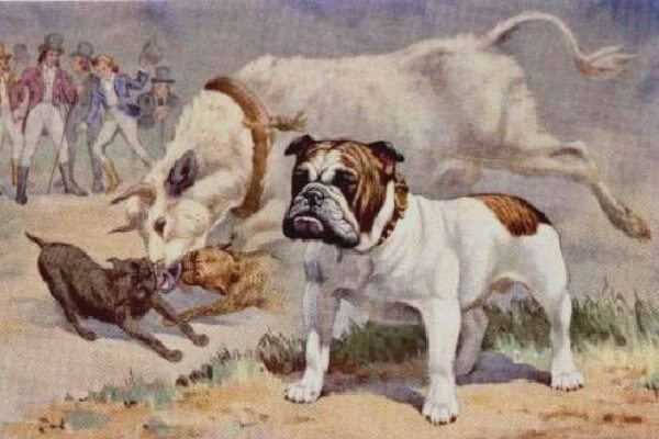 bulldog-inglés-historia