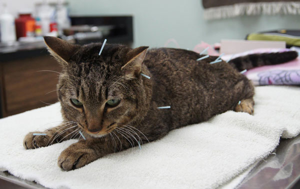gato acupuntura animal