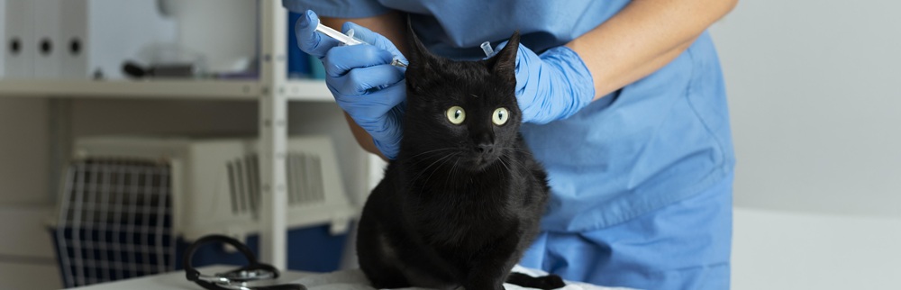 gato en el veterinario