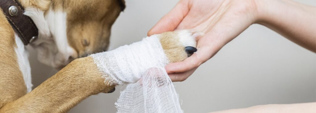 como curar una herida a un perro
