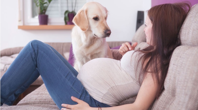 dog woman pregnant