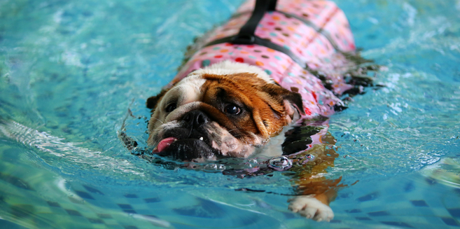 english bulldog swimming