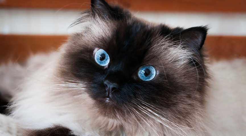gato himalayo ojos azules