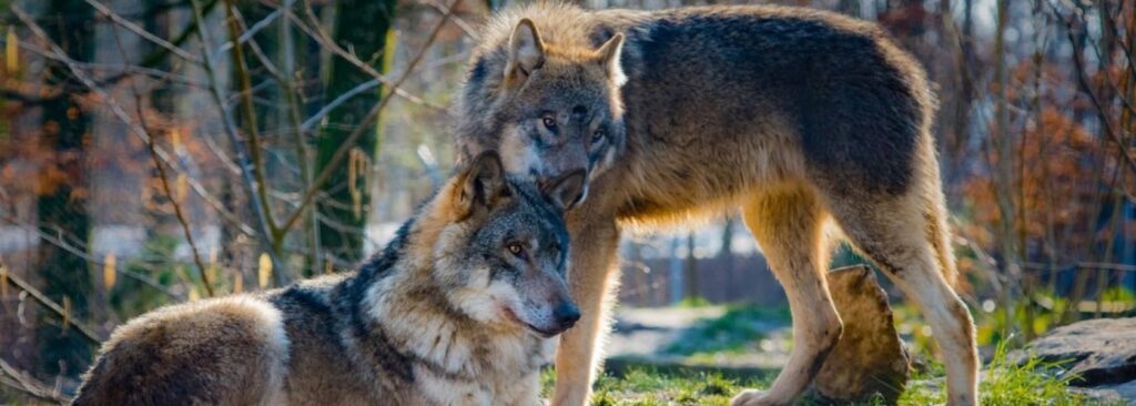 perros y lobos