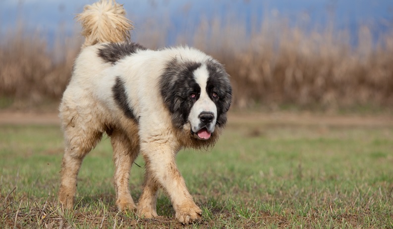 Mastín del Pirineo: origen, carácter y cuidados de esta gran raza guardiana