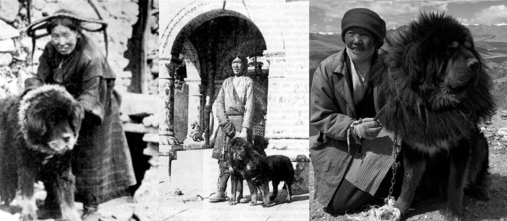 mastin tibetano historia