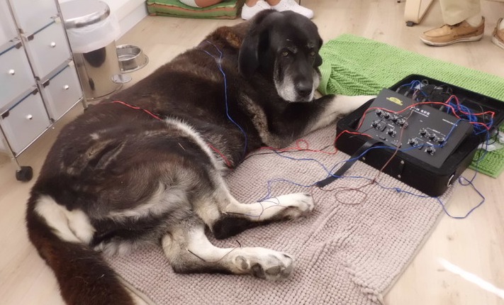 old dog acupuntura