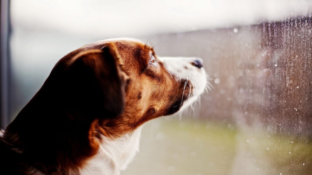 perro lluvia ventana