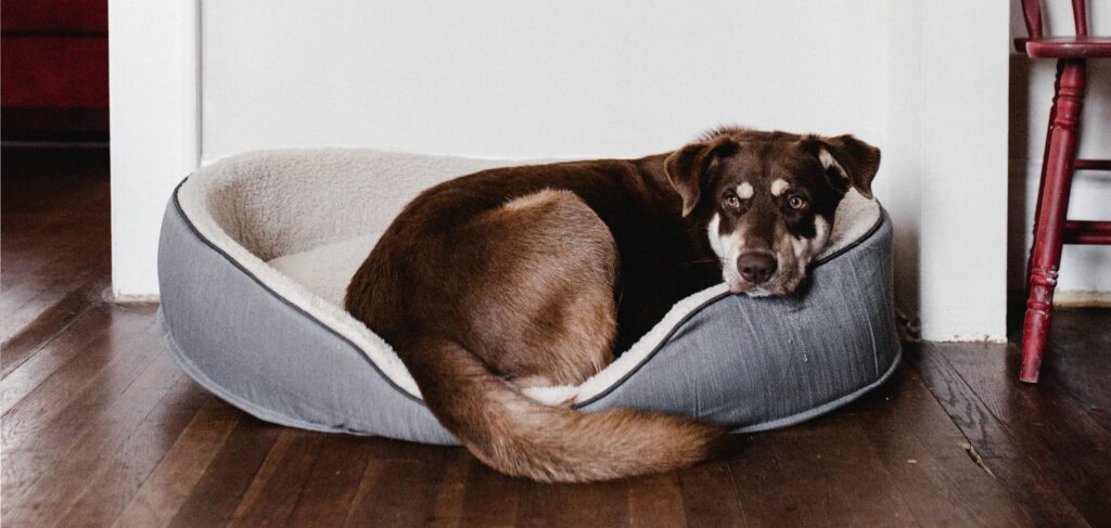 perro tumbado en una cama