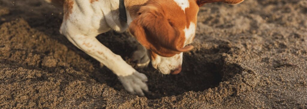 excavar perros