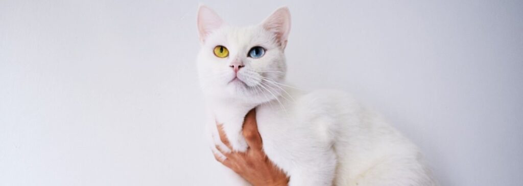 gato angola turco blanco