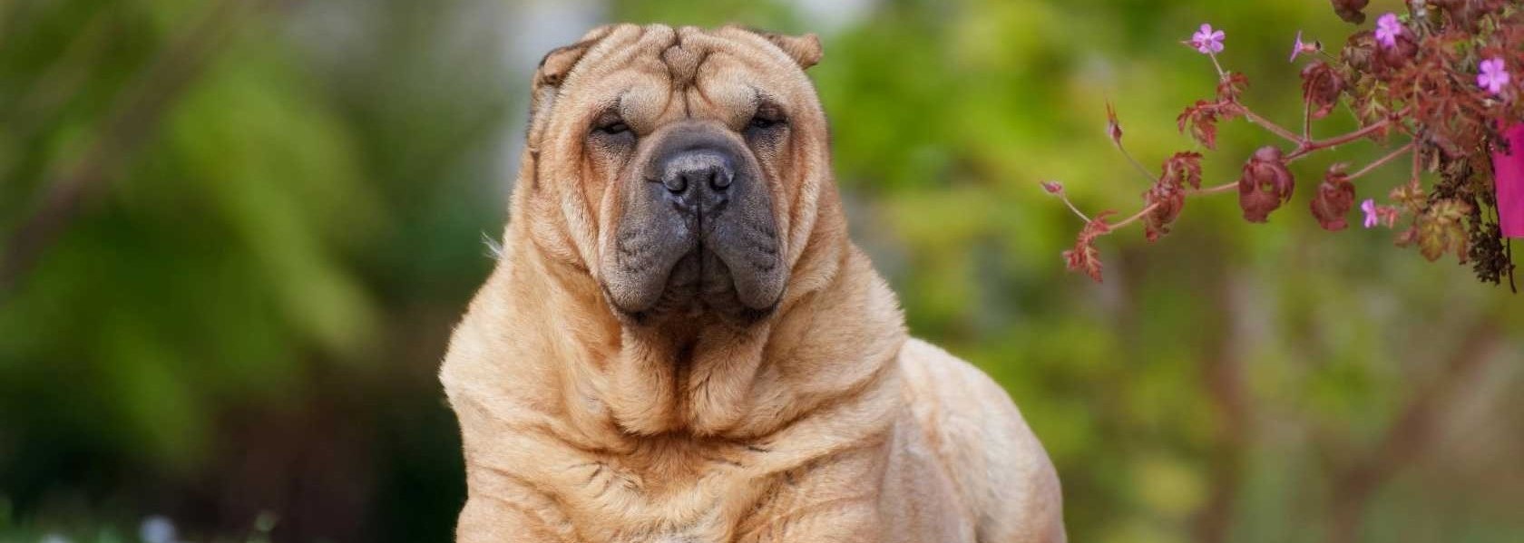 Son Perros Inteligentes Shar Peis