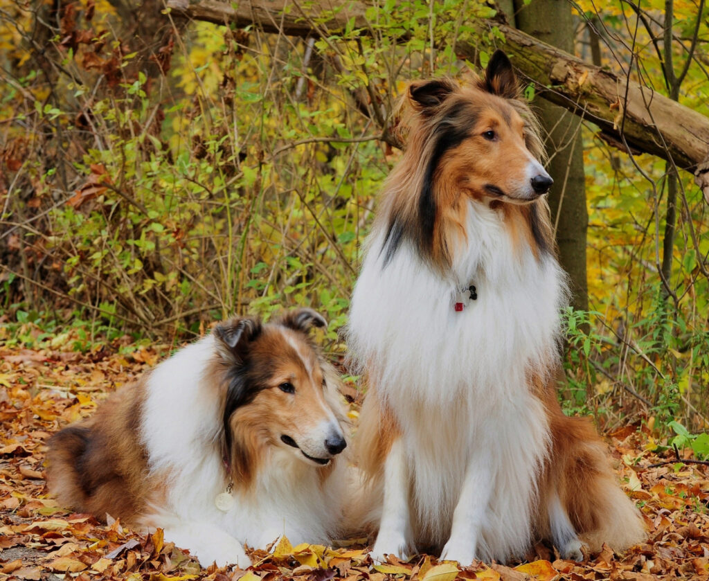 rough-collie-caracter