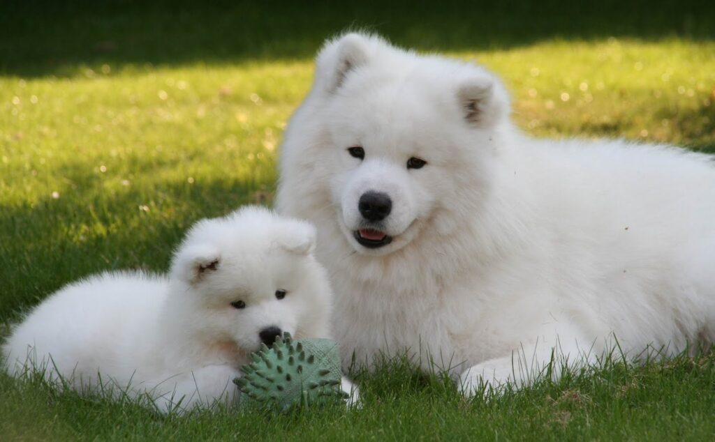 samoyedo puppy