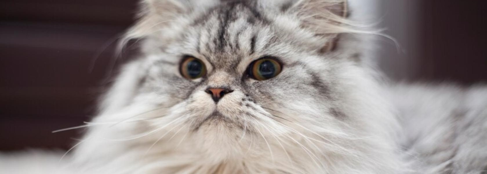 Conoce los tipos de gato persa - Blog Guaw, image size:1680x600