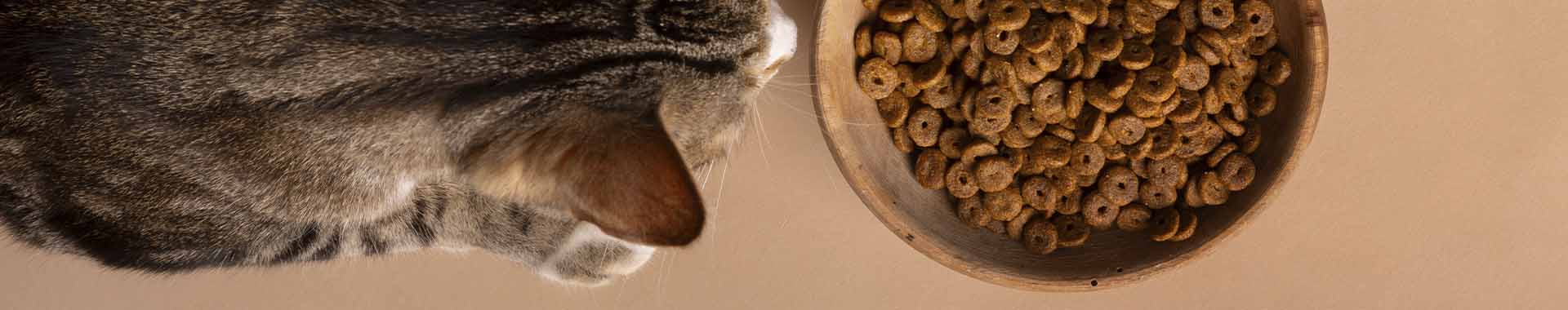 consejos-alimentacion-seca-gatos