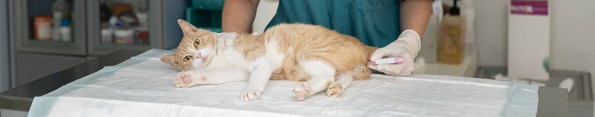 consultas-veterinarias-frecuentes-gatos
