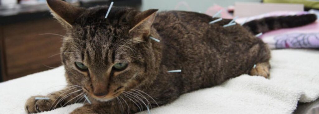 beneficios de la acupuntura en animales