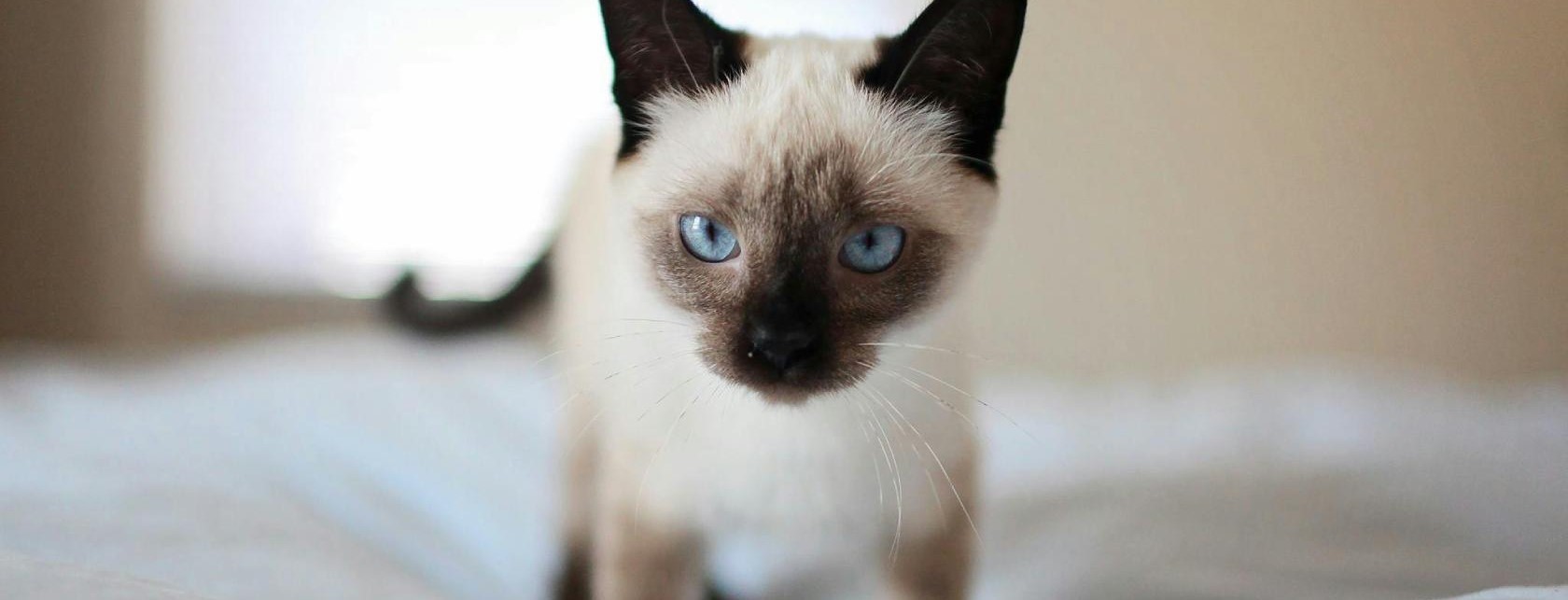 Conoce todo sobre el carácter y características del Gato Himalayo, image size:1680x643