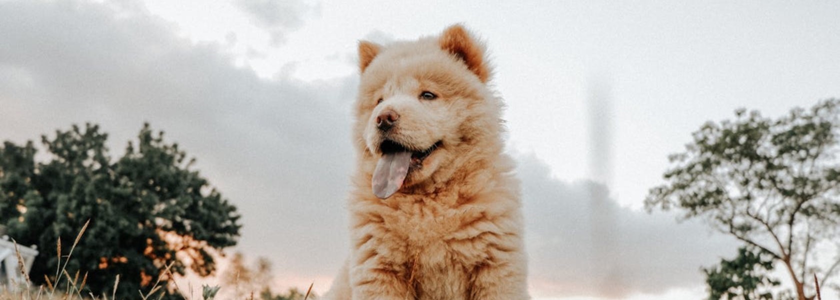 Gato por liebre y mastín por león: lo llaman picardía y tradición | EL PAÍS  Semanal | EL PAÍS, image size:1680x600