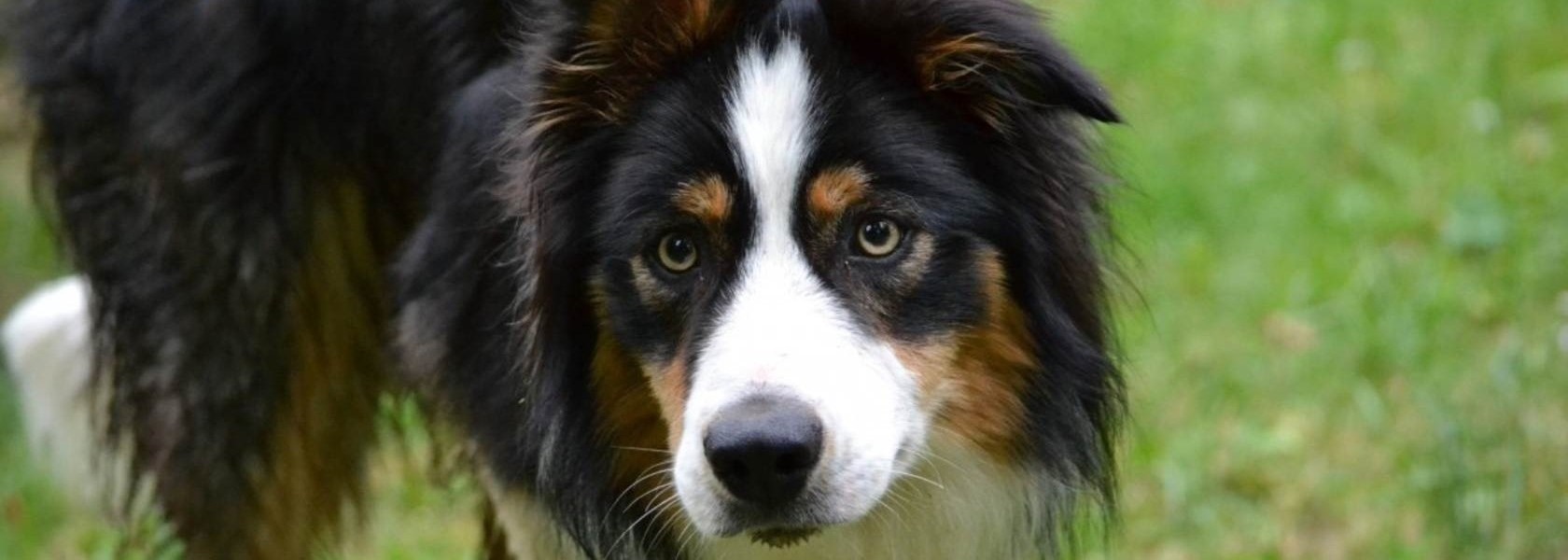 como cuidar a un cachorro de pastor australiano