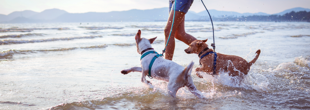 Los juguetes y juegos de agua para perros este verano