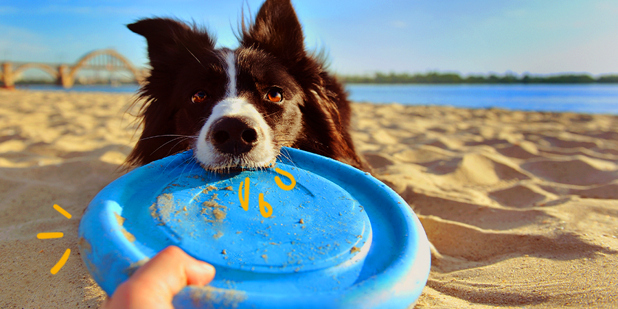 Juguete para tu perro este verano