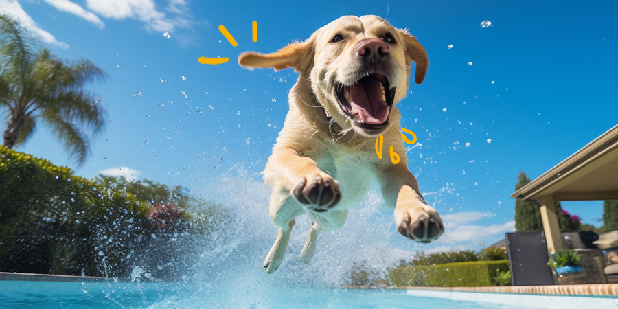 Los mejores juegos y juguetes de agua para perros este verano