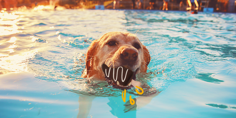 Juguetes refrescantes y flotantes para tu perro para combatir el verano