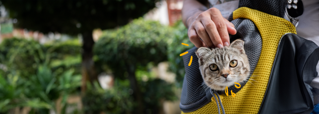 Elige el mejor transportín para tu gato