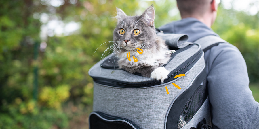 Las mejores mochilas transportín para viajar con tu gato