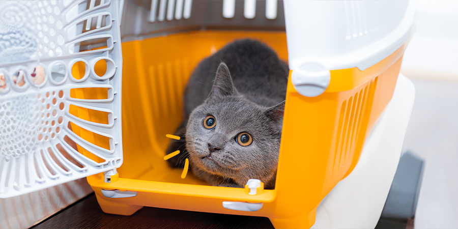 Viaja con tu gato con los mejores transportines