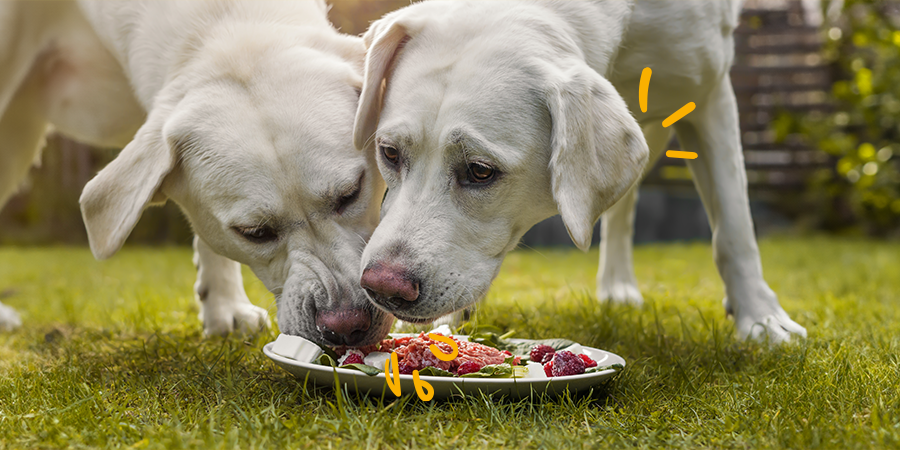 Comida natural para perros