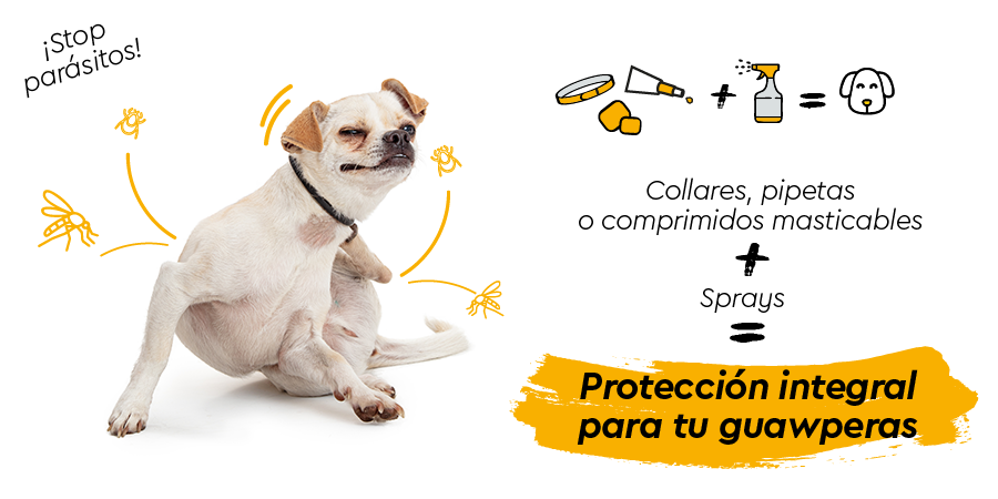 Como conseguir una protección integral para tu perro