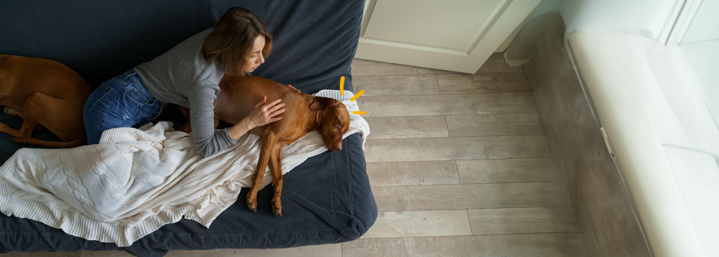 La diarrea en perros cuales son las causas y como prevenirlas