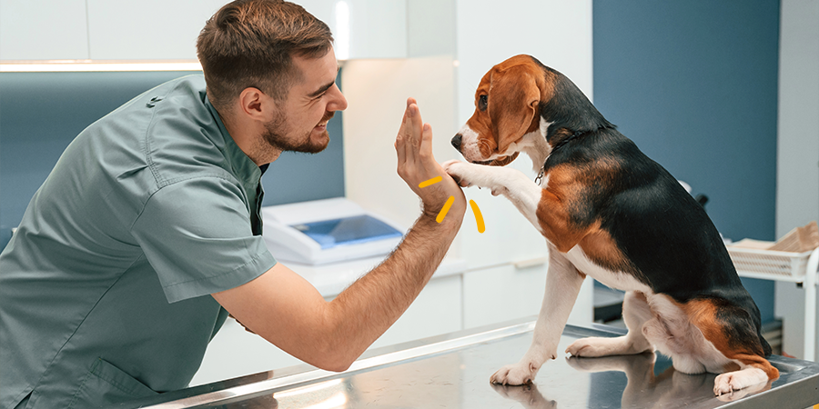 Síntomas de diarrea en perros