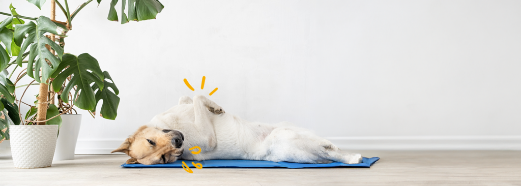 Las mantas refrescantes para perros. La solución perfecta para combatir el verano