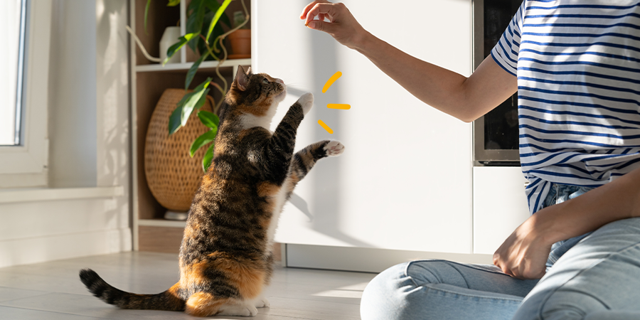 Cuida a tu gato mientras estás de vacaciones