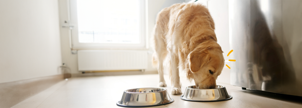 Descubre todo sobre la alimentación mixta en perros