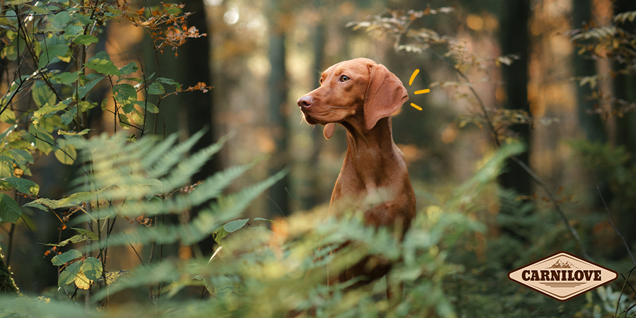 Descubre Carnilove para perros