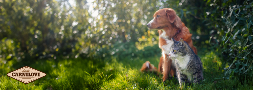 Alimentación carnilove para perros y gatos