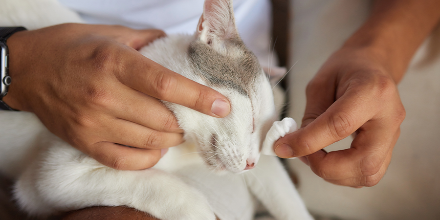 Limpia y cuida los ojos de tu gato